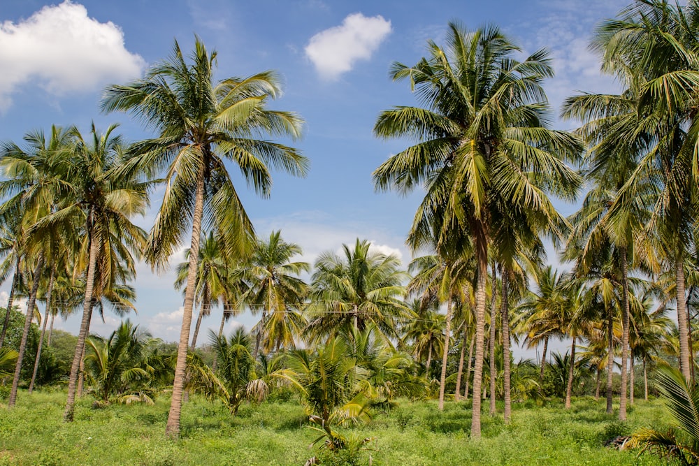 palm trees in forest