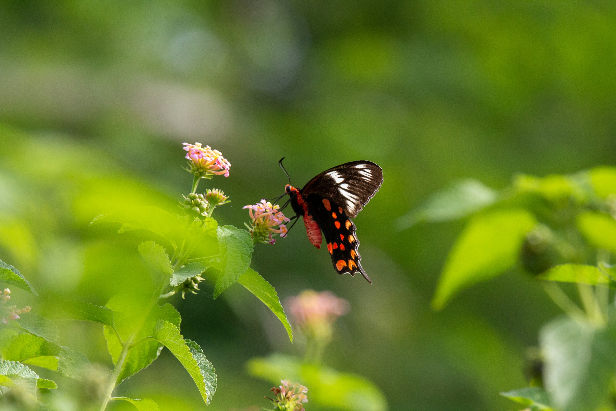 butterfly