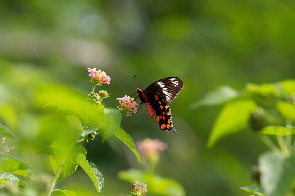 orange and black butterfly