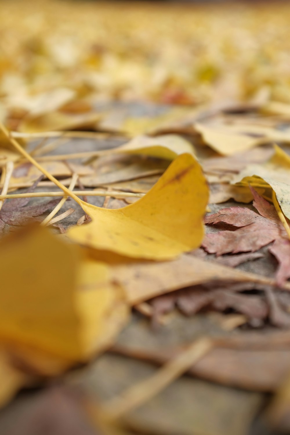 yellow leaves