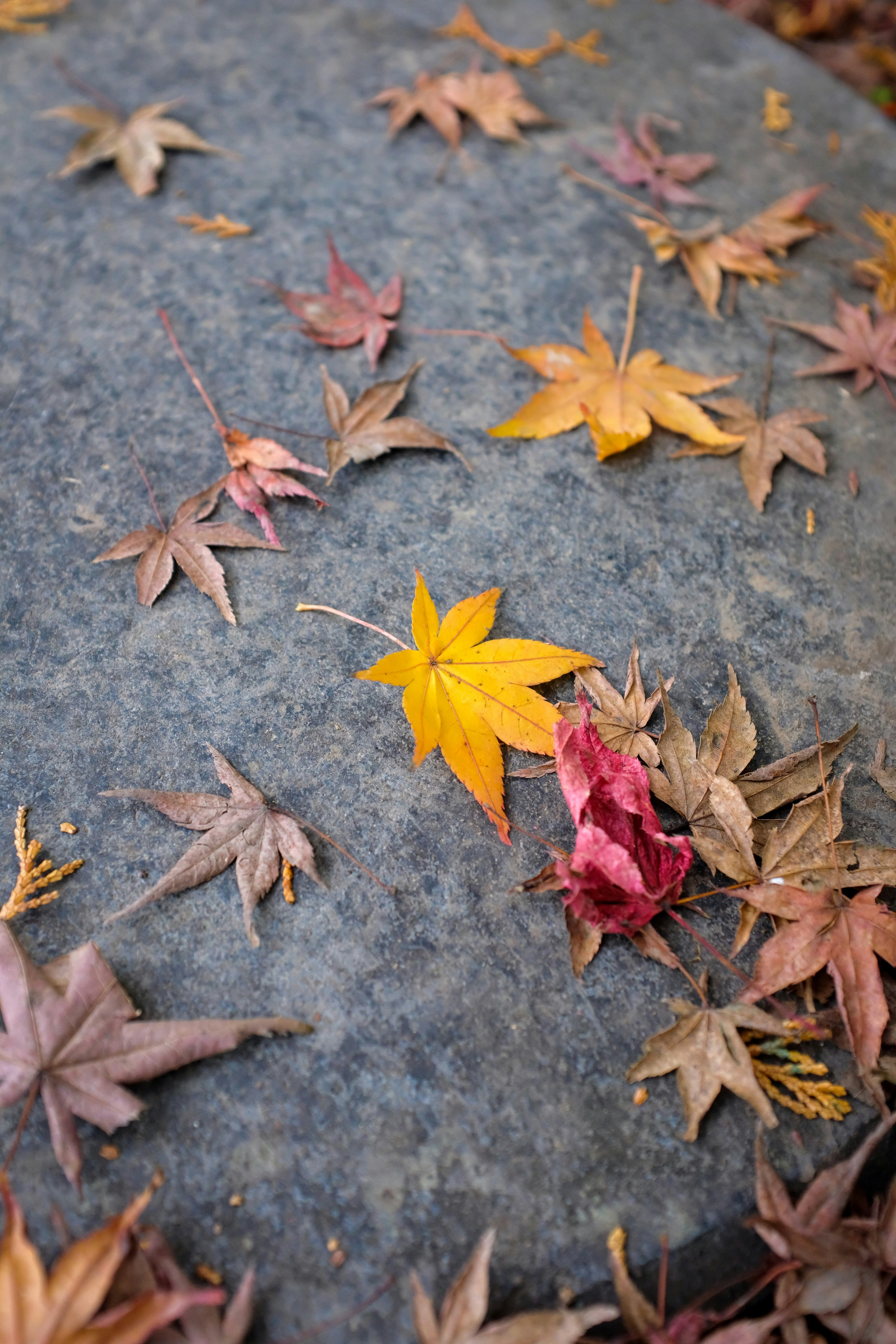 brown maple leaf lot