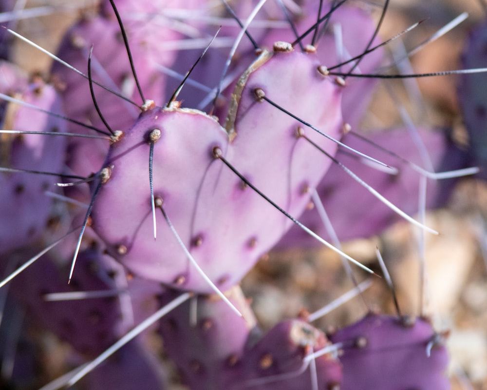 purple cactus