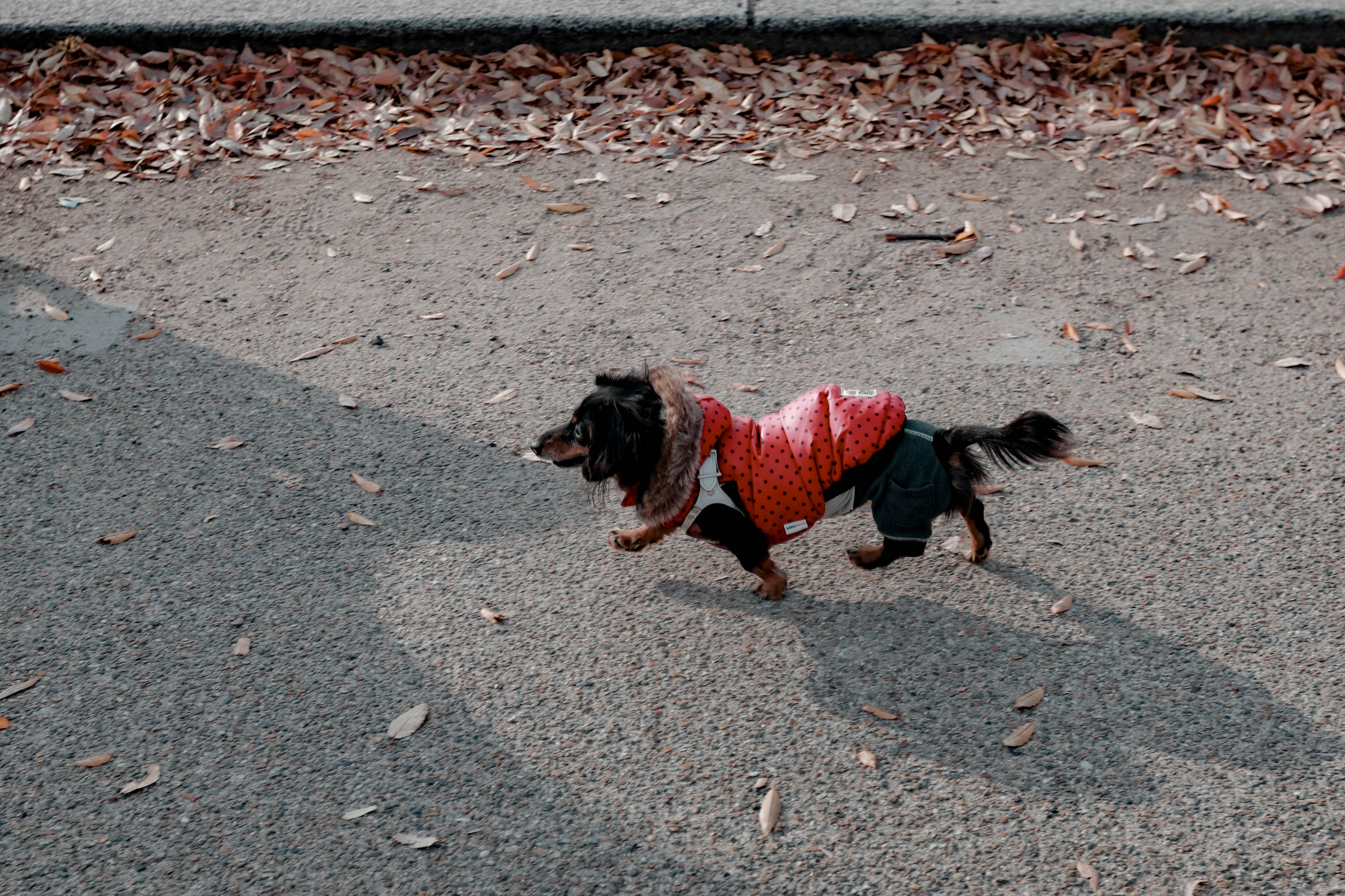 Abrigo cómodo para perros