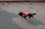 A joyful dog running in a park wearing a bright, cozy hoodie made by Patitas Coquetas.