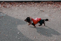 A happy dog running in the park wearing a bright, handmade hoodie.