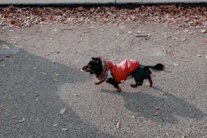 A happy dog running in the park wearing a bright, handmade hoodie.