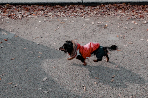 A joyful dog wearing a bright handmade jacket running through autumn leaves.