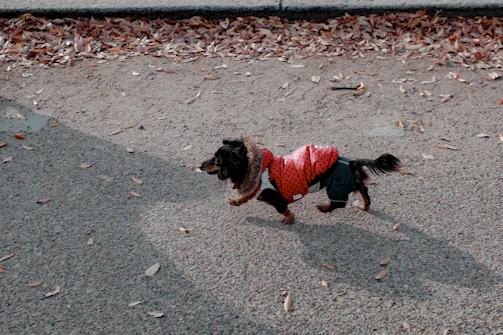 A happy dog wearing a custom-made hoodie, running through a colorful park.