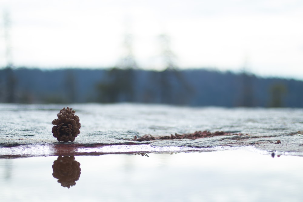 pine cone on the body of water