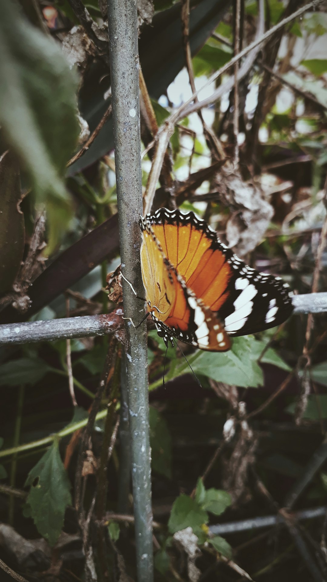 Wildlife photo spot Blitar Mount Bromo