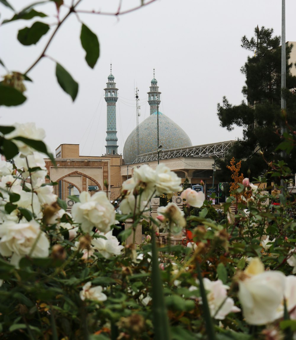 white-petaled flowers