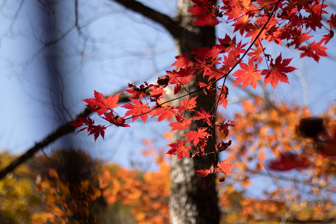 red maple leaf