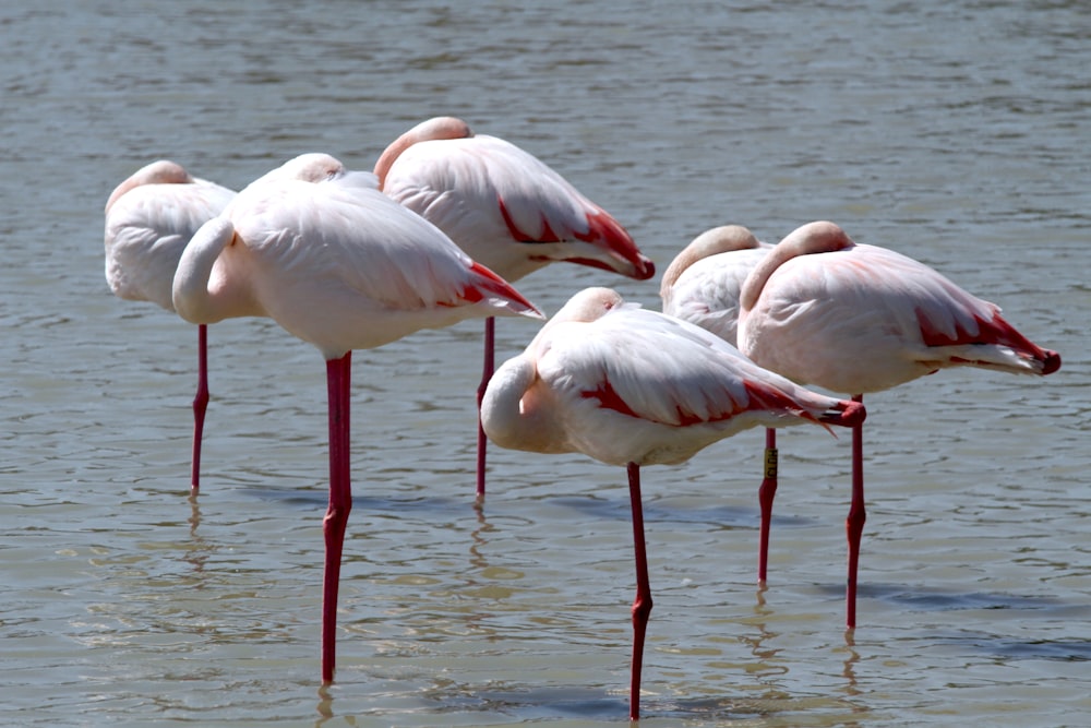 eine Gruppe Flamingos, die im Wasser stehen