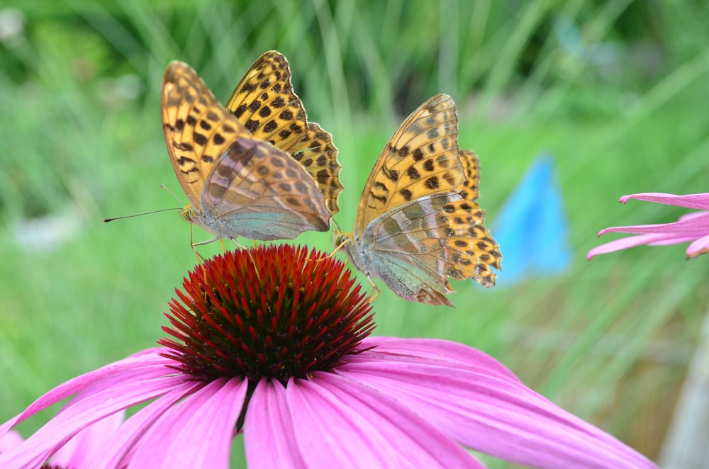 yellow butterflies on black-eyed susan flower