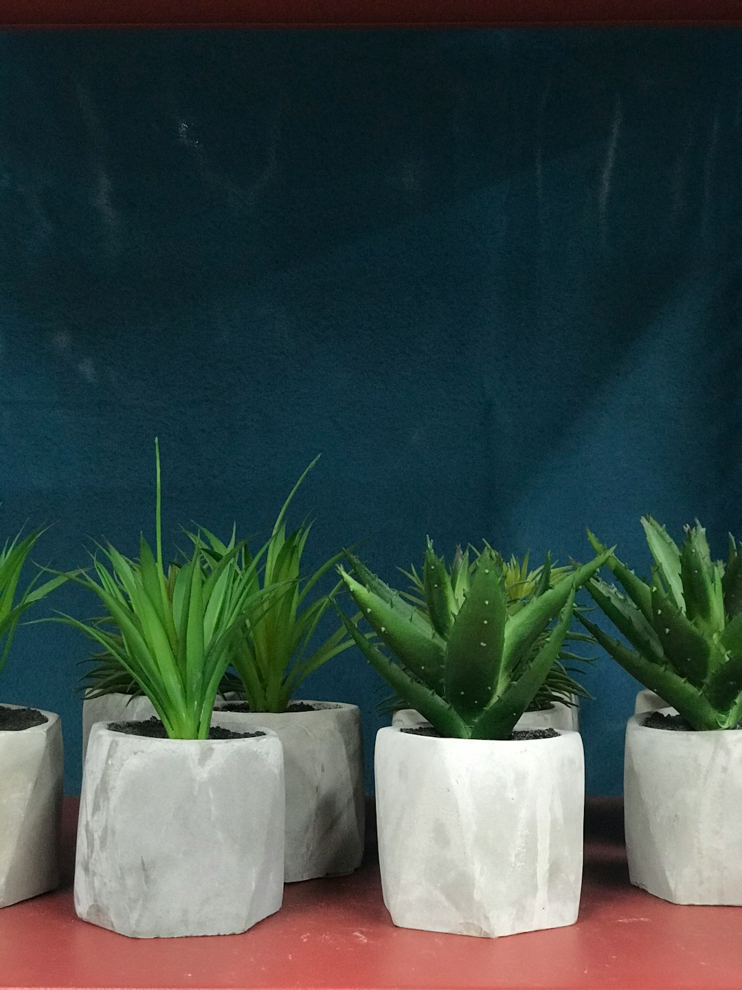 several green-leafed potted plants