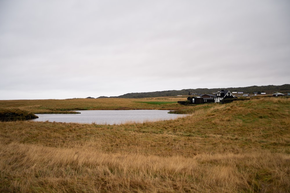 swamp surrounded with grassfield