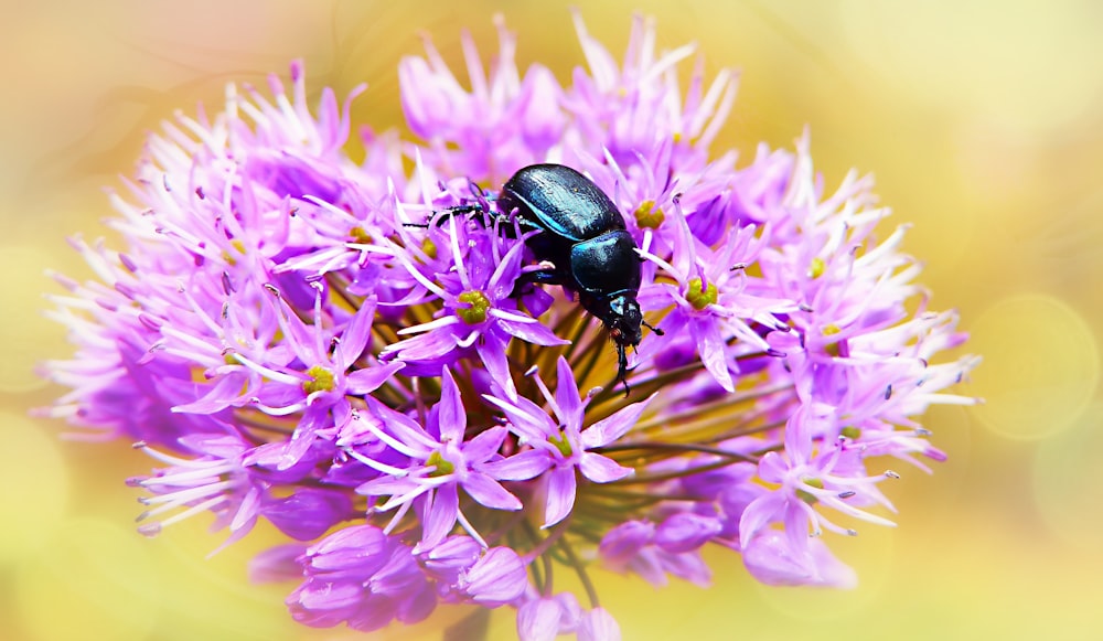 beetle on purple flowers