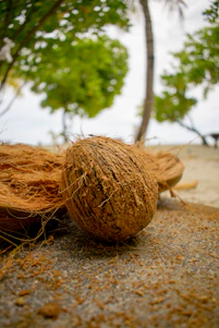 peeled coconut on rock