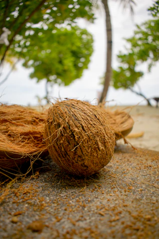 peeled coconut on rock