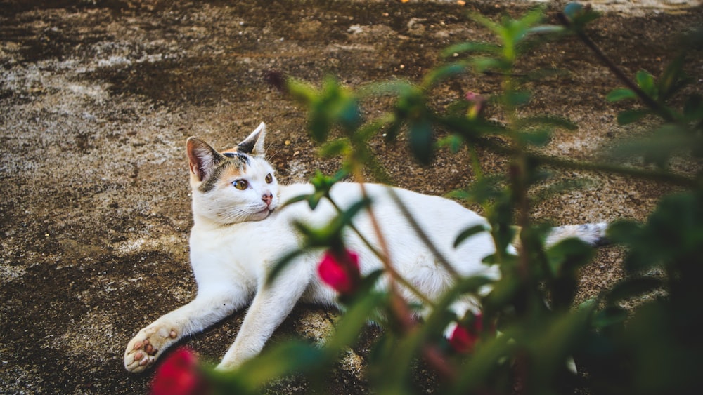 white cat lying on ground