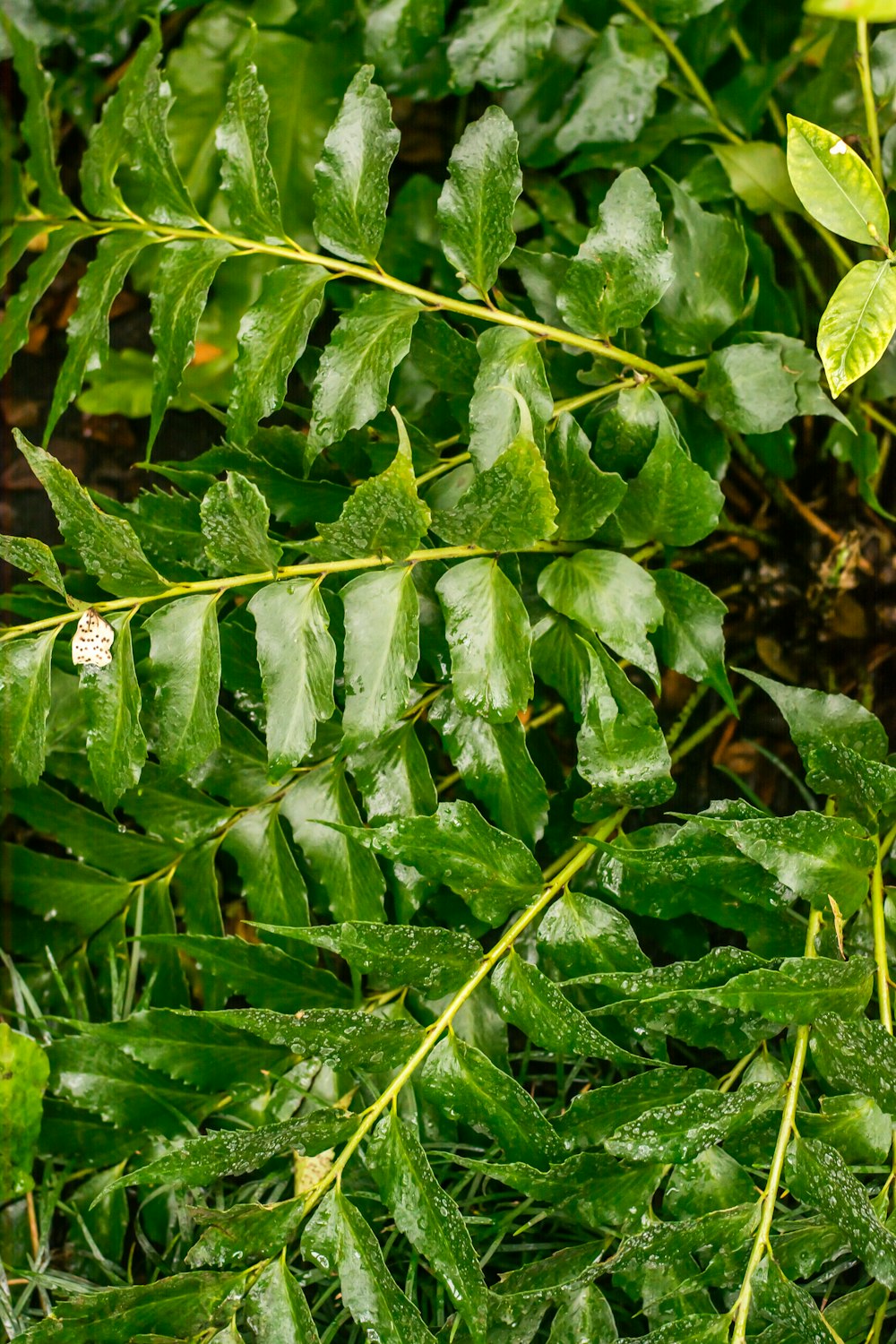 a close up of a plant with green leaves