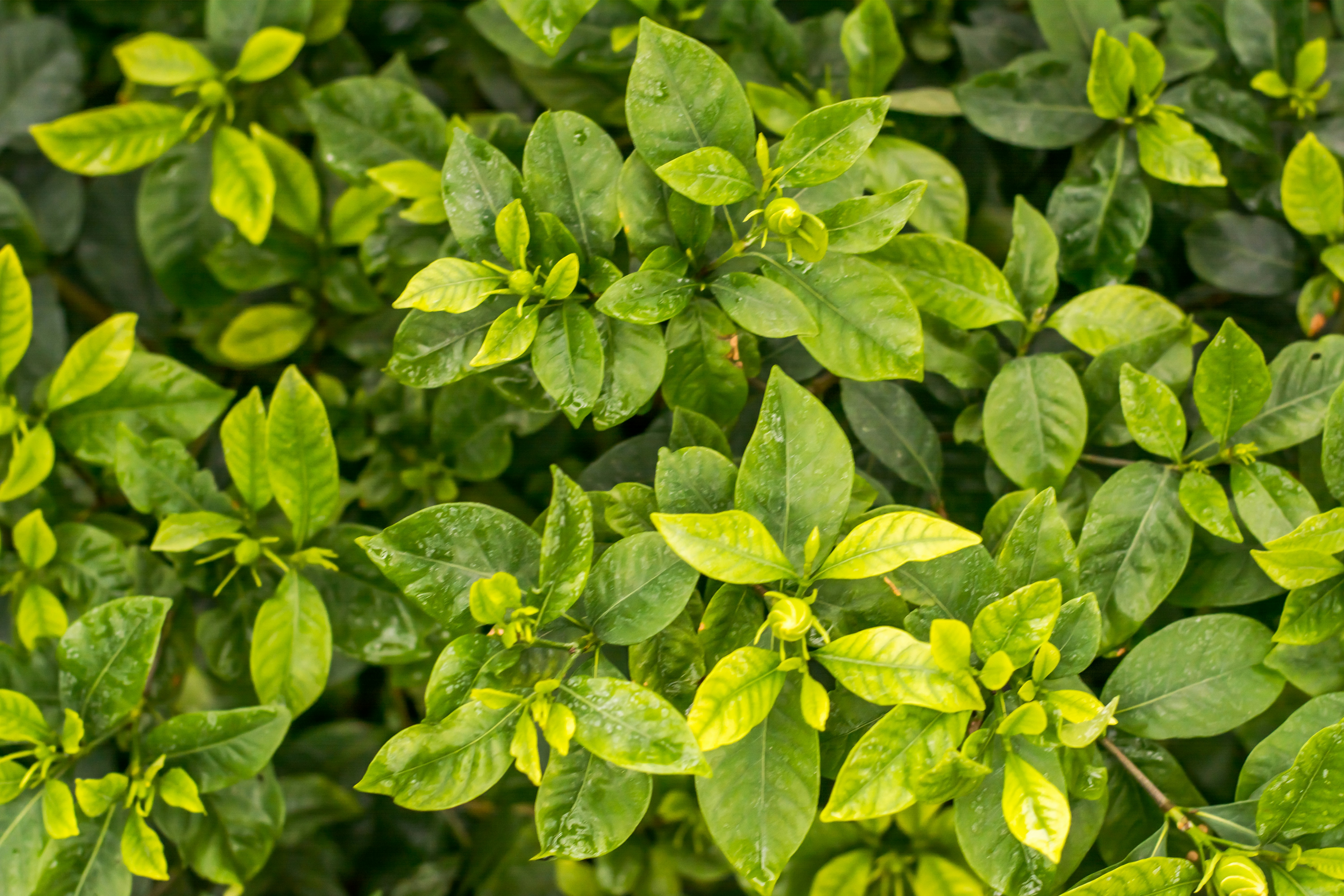 Photo by eugenivy_now