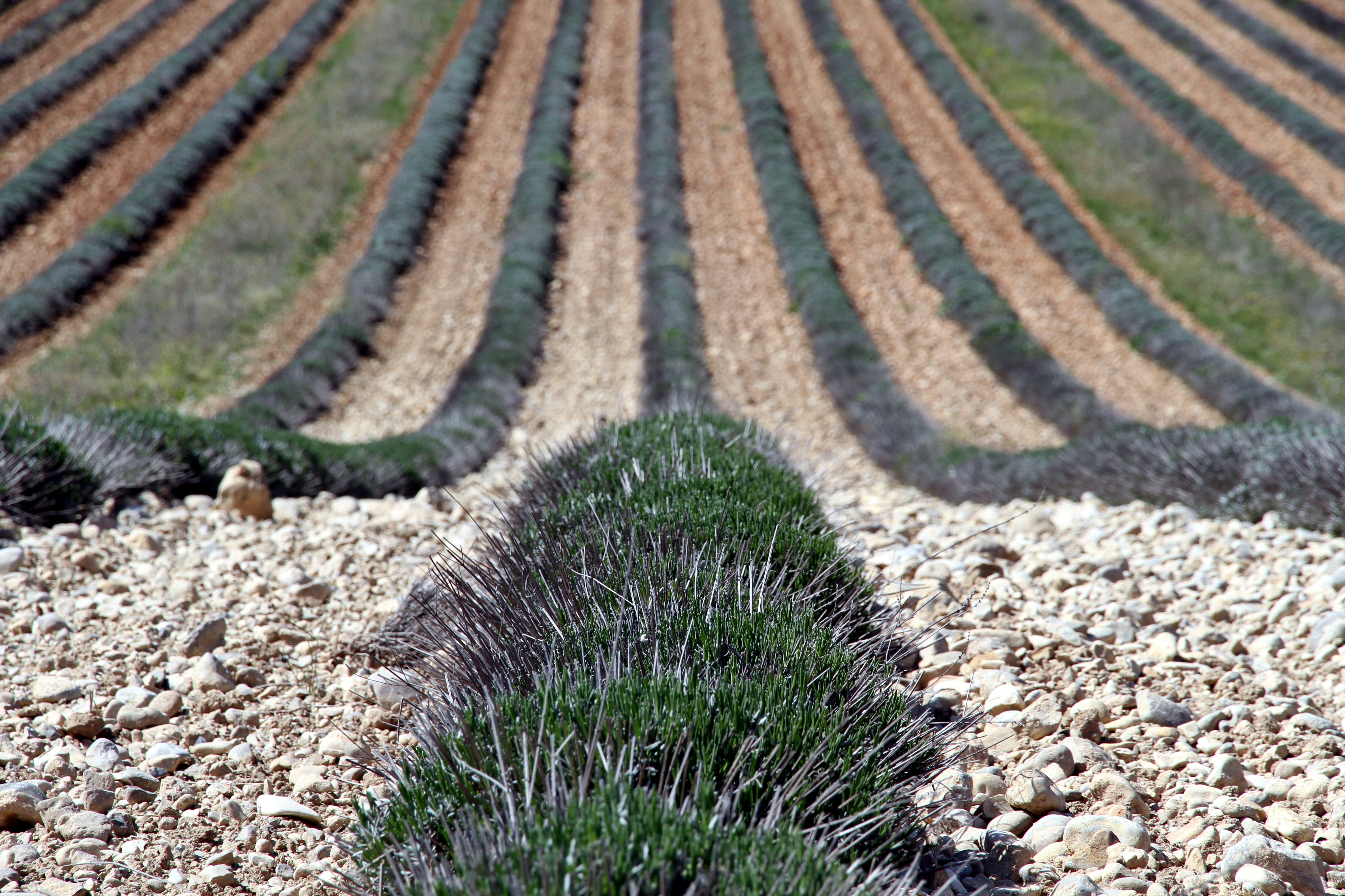 green grass field, Lavender fields after harvest, Provence, France, April 2014