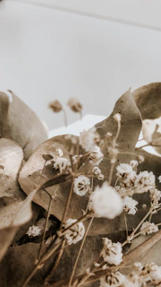 Ethereal blend of powdered botanicals suspended in warm sand-colored light.