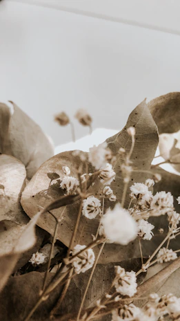 Ethereal blend of powdered botanicals suspended in warm sand-colored light.