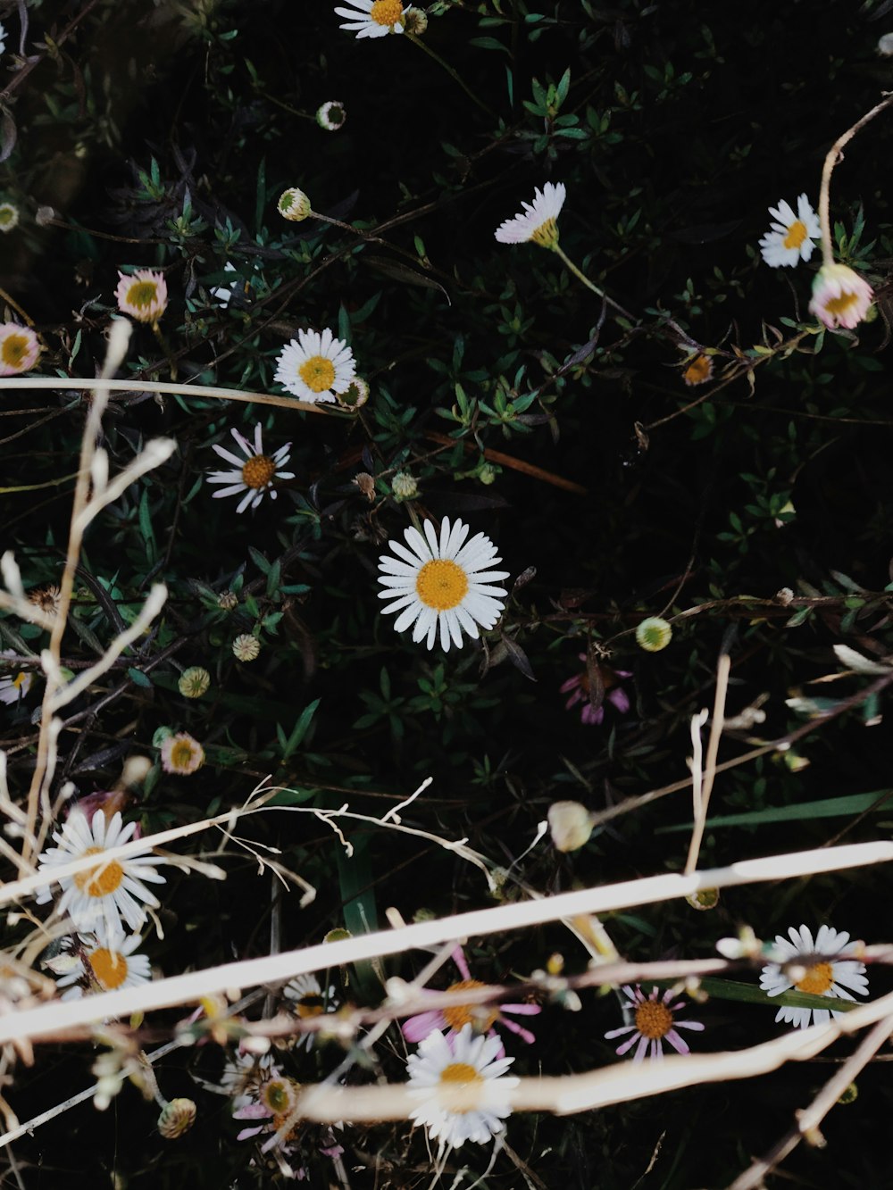 white and yellow flowers