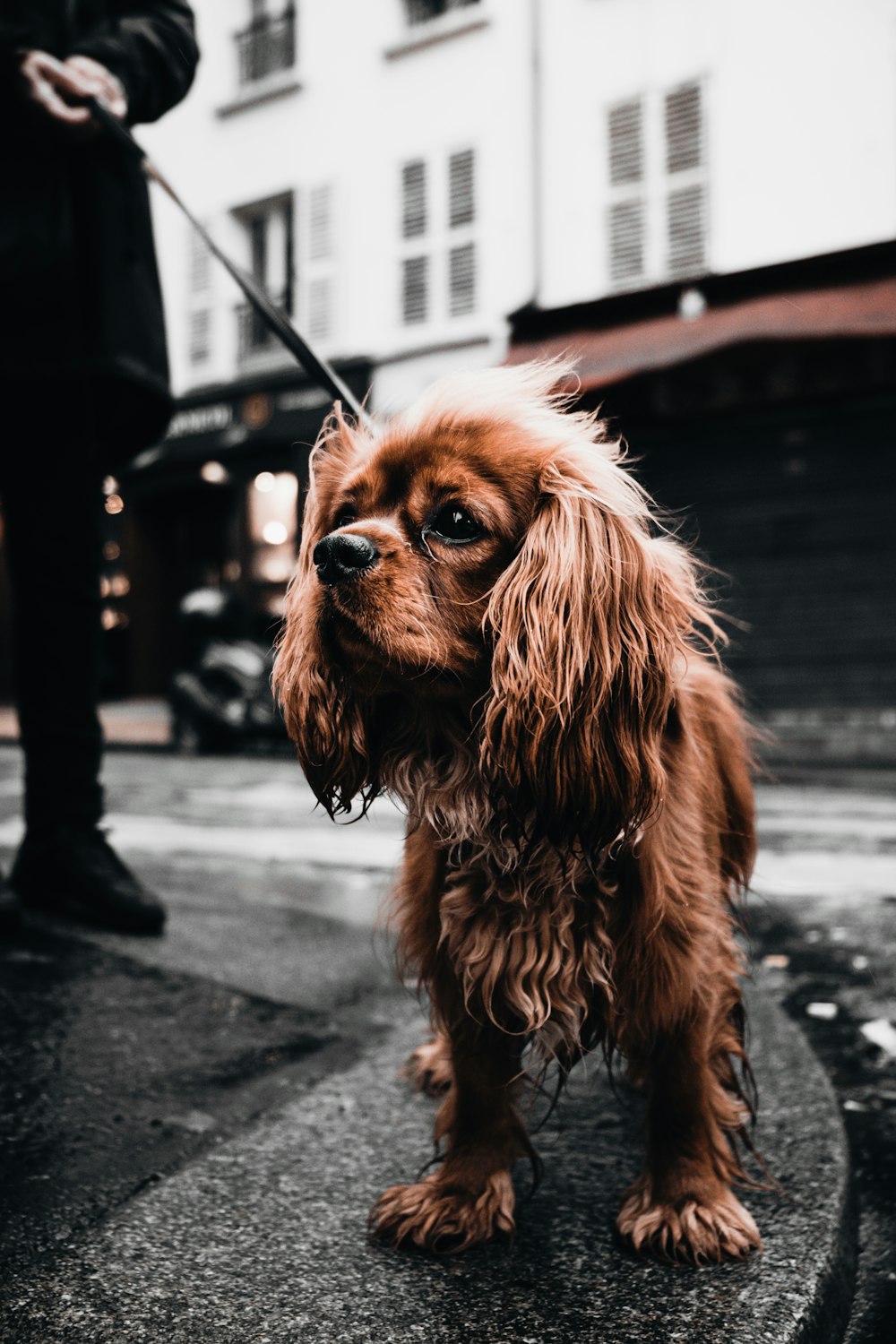 long-haired brown dog on road