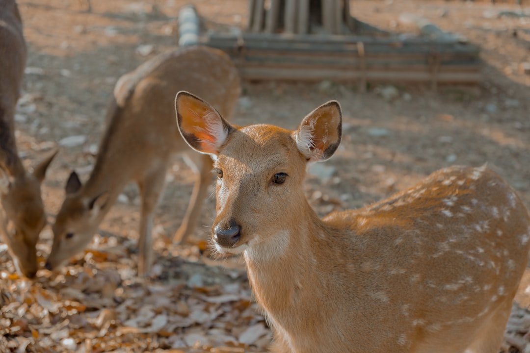 brown deer