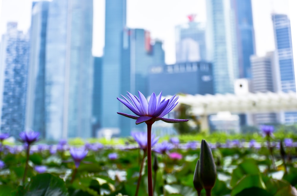 a field of purple flowers with a city in the background