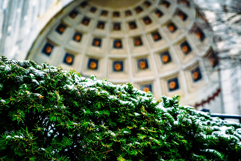 selective focus photography of green plants in front of building