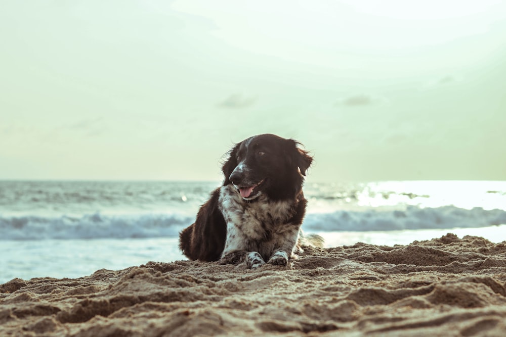 dog on seashore