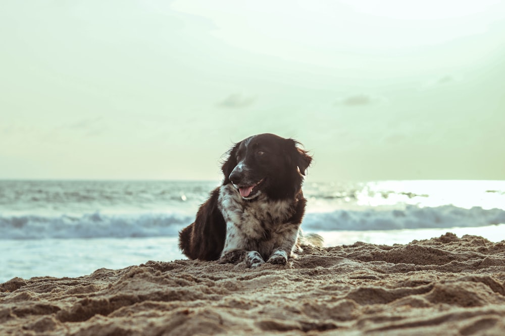 Perro en la orilla del mar