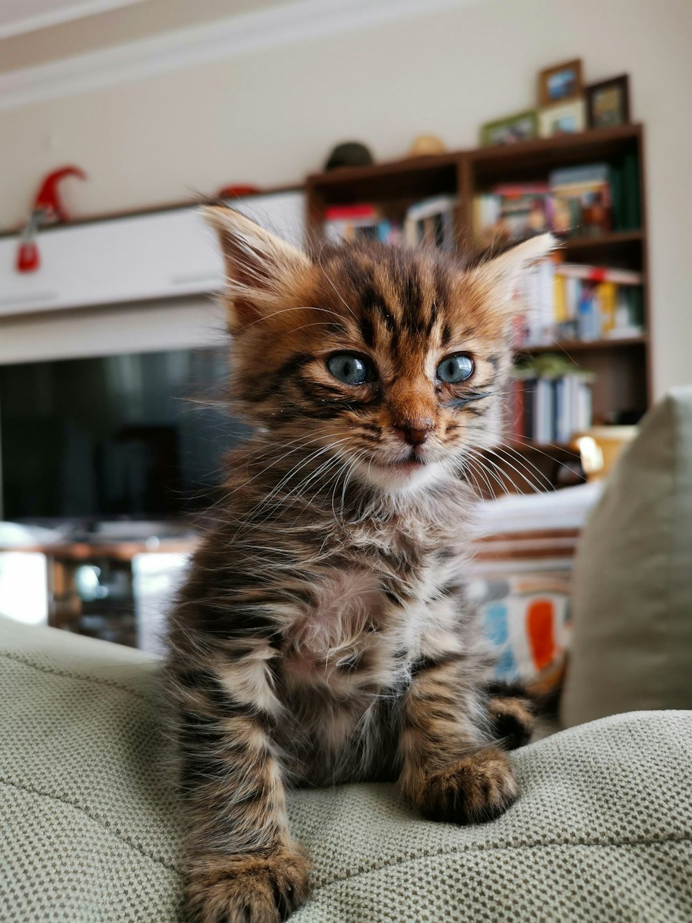 black and brown tabby kitten