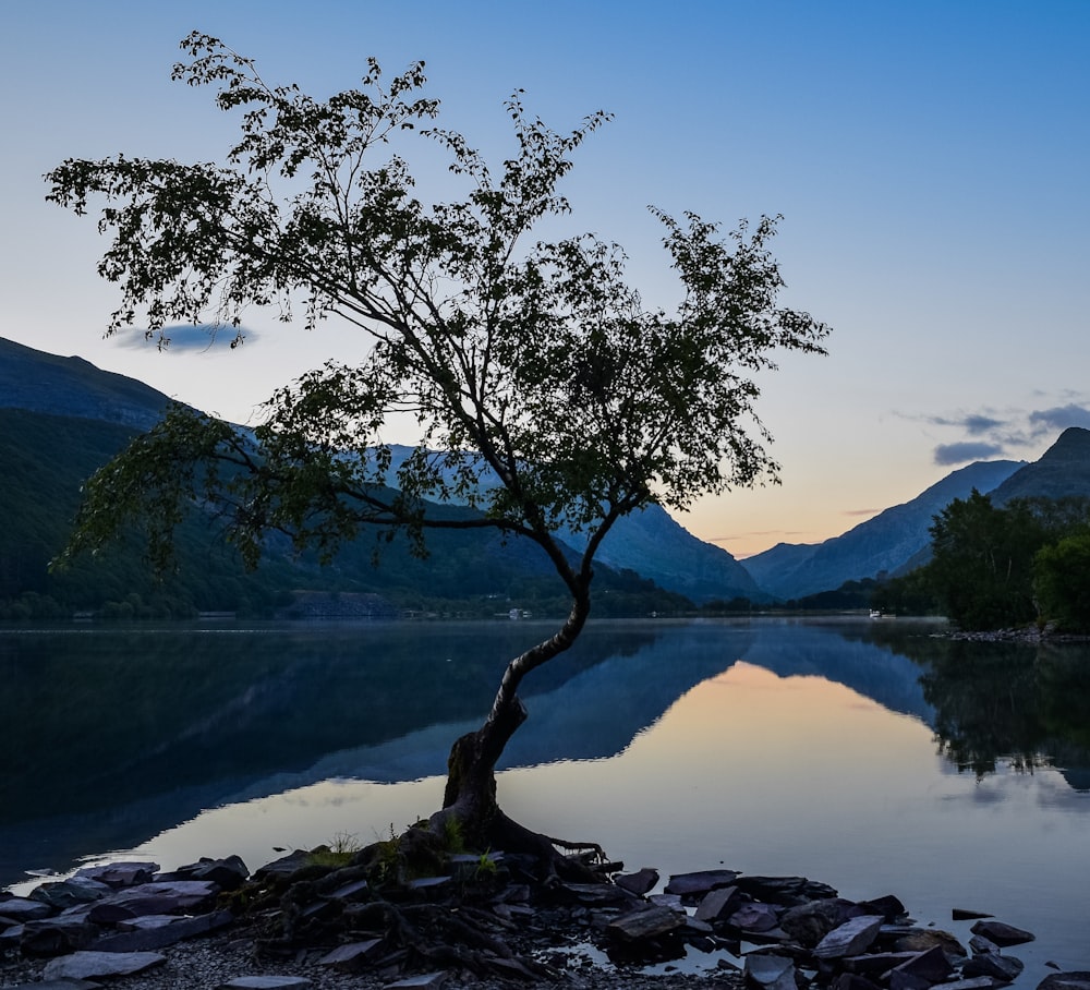 green tree near lake during daytime