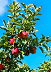 red apple fruit during daytime