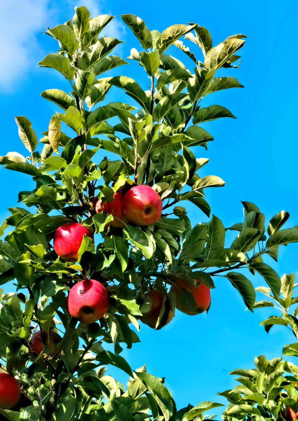 낮 동안 빨간 사과 과일
