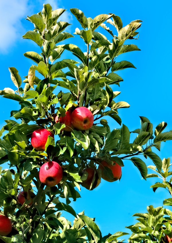 Apple Juice 1L