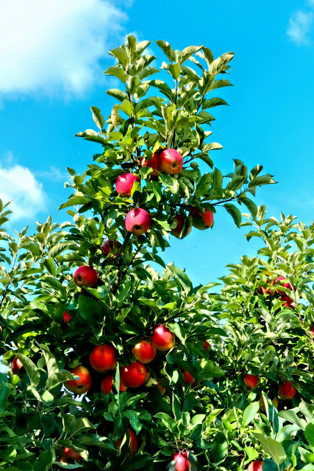 Rote Apfelfrüchte tagsüber