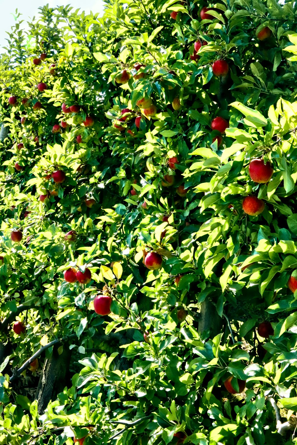 Fruits de pomme rouge pendant la journée