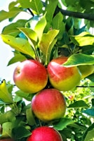 red apples on a tree branch