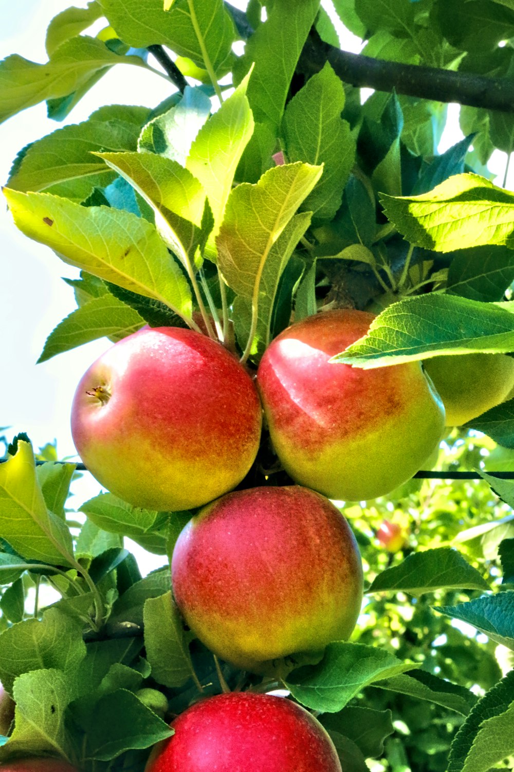 Rote Apfelfrüchte