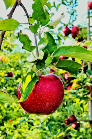 A ripe red apple hangs on a tree branch, surrounded by lush green leaves. In the background, more apple trees can be seen, also bearing red apples.