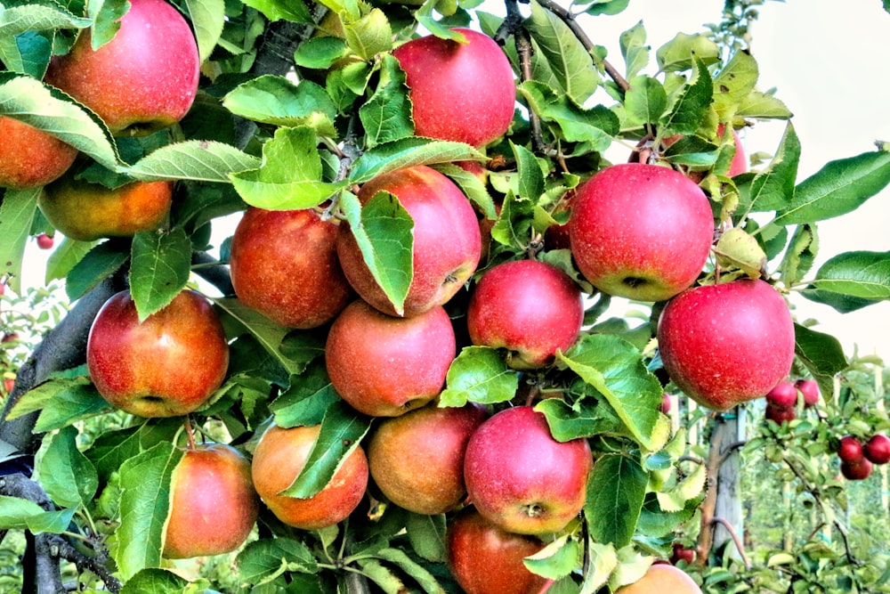 red apple fruits