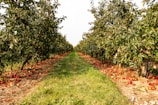 A lengthy orchard pathway lined with apple trees, heavily laden with ripe red apples, some of which have fallen onto the ground. The trees are lush with green leaves, while the grass pathway in the center provides a rustic, natural vibe.