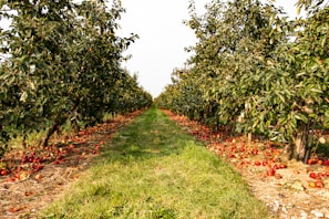 A lengthy orchard pathway lined with apple trees, heavily laden with ripe red apples, some of which have fallen onto the ground. The trees are lush with green leaves, while the grass pathway in the center provides a rustic, natural vibe.
