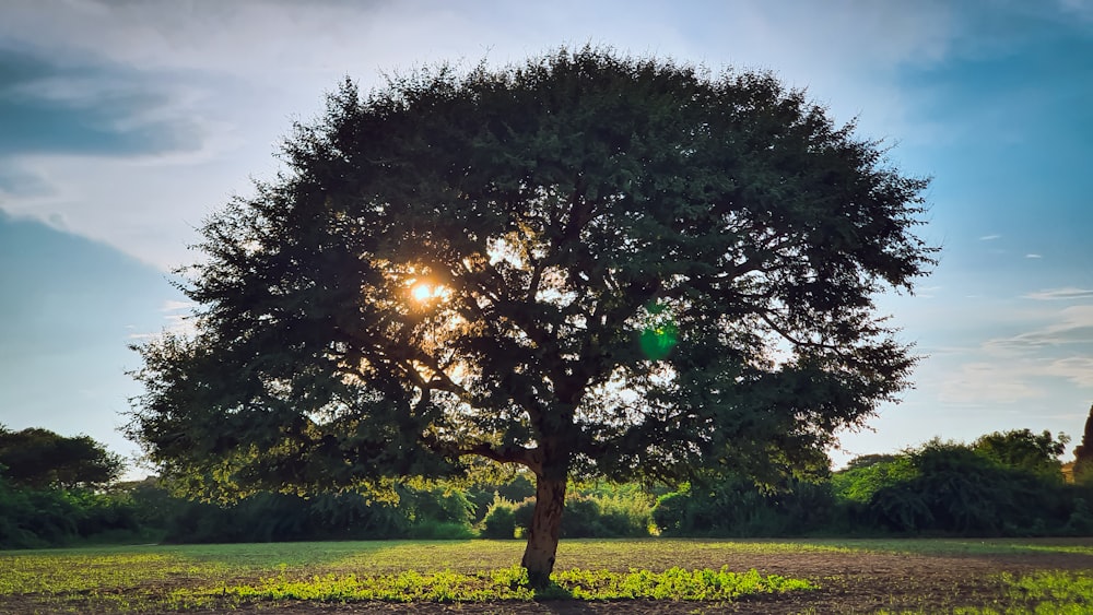 árbol verde